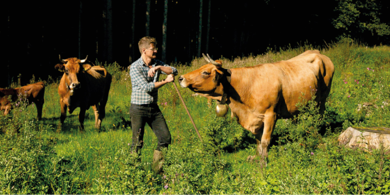 Murnau Werdenfelser Rinder mit Jürgen Lochbihler